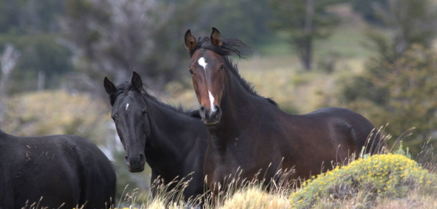 En busca de caballos baguales - 1