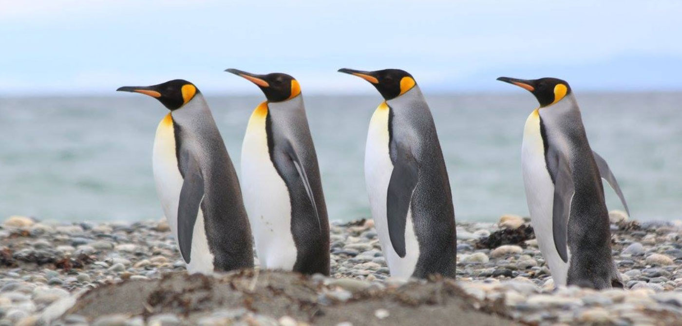 Excursión Pingüino Rey - 1