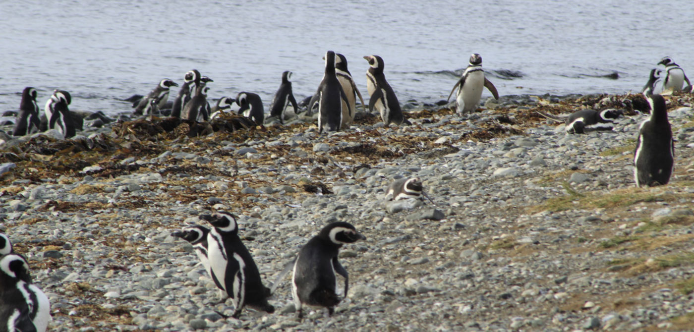 Pingüinera Isla Magdalena
