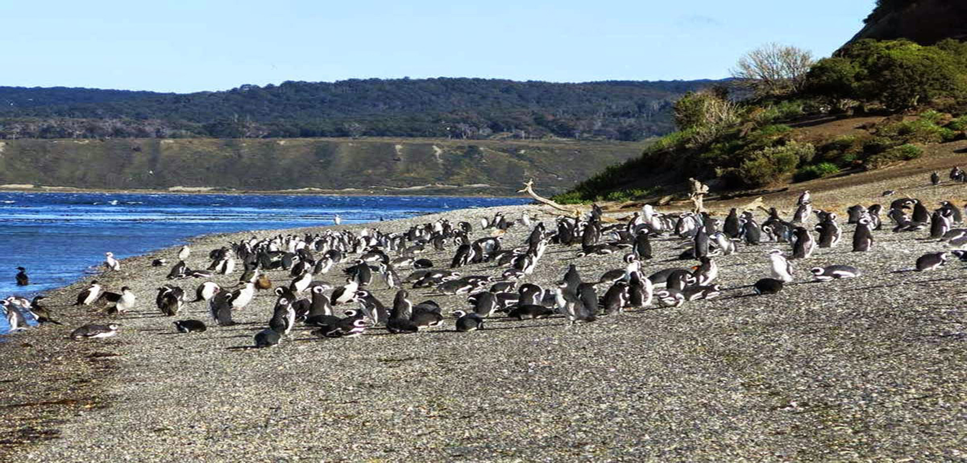 Trekking Pingüinera por tierra - 1